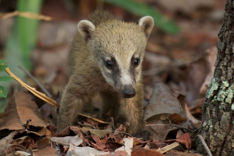 Dieses Baby Coatis ist im Alter der Entwöhnung, als es seiner Mutter in das gefährliche offene Grasland folgen muss, um Nahrung zu finden. – Bild: port.hu