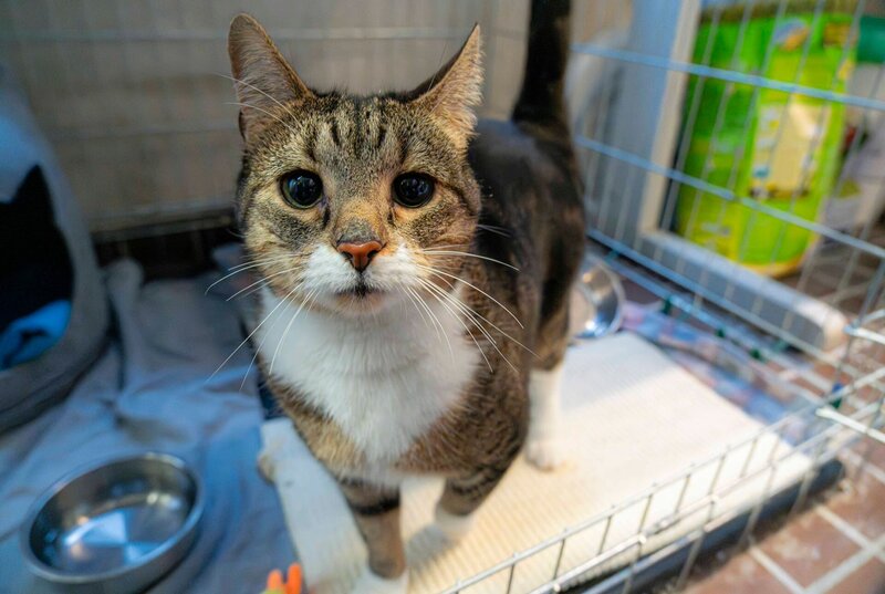 Eine Katze, die ganz schnell raus will. Gerade sensible Tiere leiden unter Lärm und Stress im Tierheim. – Bild: WDR/​Stefan Servos