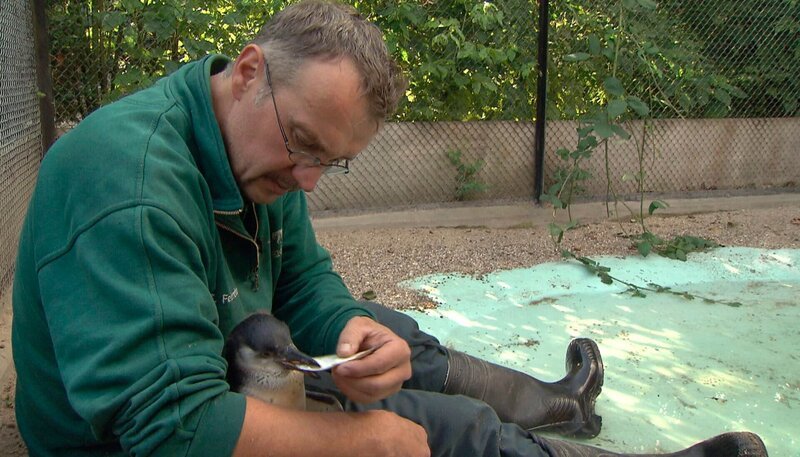 ARD/​NDR LEOPARD, SEEBÄR & CO., FOLGE 92, „Otterbabys beim „Kinderarzt““, Das kleine Pinguinküken Marlen soll Schwimmen lernen bei Thomas Feierabend. – Bild: NDR