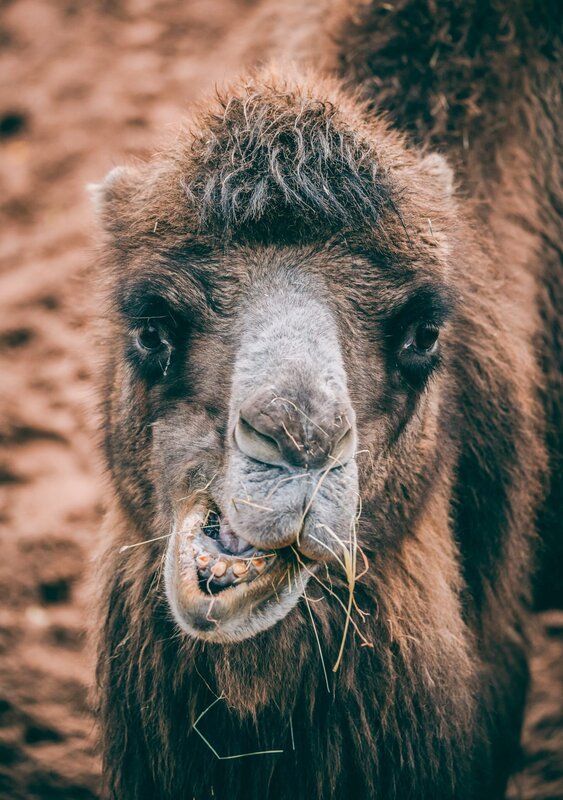 Trampeltier Mei-Li. – Bild: ORF/​Universal