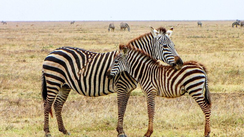 Von der unwirtlichen Wüste über die gefährliche Küste bis hin zum weitläufigen Grasland und den artenreichen Korallenriffen: In Afrikas ungezähmter Wildnis kämpfen tagtäglich die beeindruckendsten Spezies unseres Planeten ums Überleben. Foto: Zebra und Kalb stehen zusammen auf Grasebene im Serengeti Nationalpark, Tanzania. – Bild: TVNOW /​ AquavisionTV Prod.l/​Peter Lamberti
