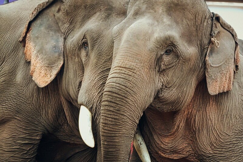 SRF DOK Stealing Giants – Der grausame Handel mit lebenden Elefanten Gefangen und zur Schau gestellt – Elefantenpaar in Boten, Laos SRF – Bild: SRF SRF DOK Stealing Giants – Der grausame Handel mit lebenden Elefanten Gefangen und zur Schau gestellt – Elefantenpaar in Boten, Laos SRF – Bild: SRF