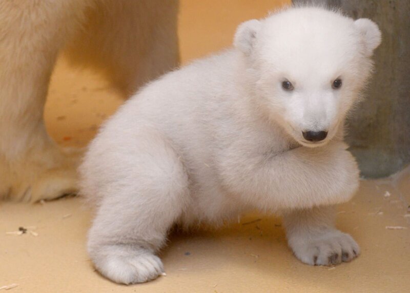 Eisbärbaby Lale. – Bild: BR/​Radio Bremen/​Volkmar Struessmann