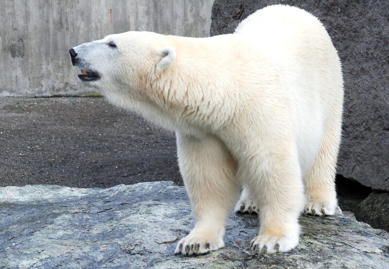 Eisbär Wilbär aus der Wilhelma Stuttgart, mittlerweile ein ausgewachsener Halbstarker. – Bild: BR/​SWR/​Frieder Bundt