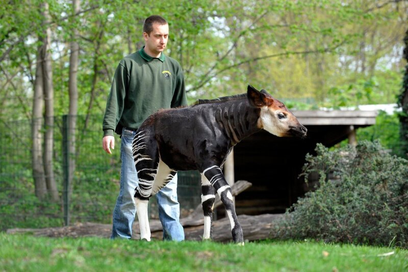 ARD/​rbb PANDA, GORILLA & CO., TEIL 259, „Geschichten aus dem Zoo Berlin und Tierpark Berlin“, am Mittwoch (21.08.13) um 16:10 Uhr im ERSTEN. Tierpfleger Steffen Ernst mit Okapi-Kind Bashira – Bild: rbb/​Thomas Ernst