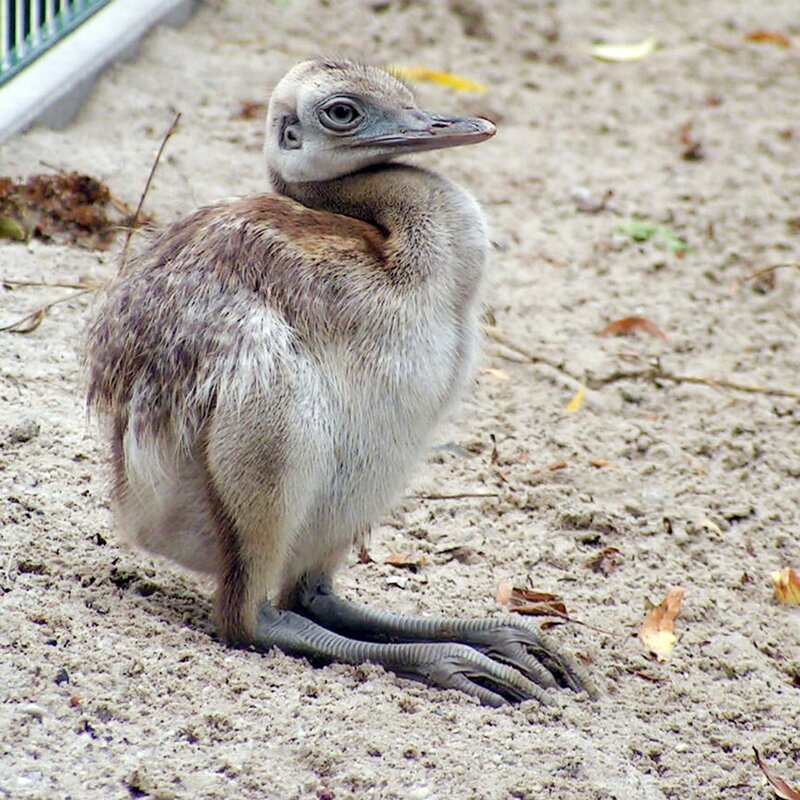 Nanduküken im Jaderpark. – Bild: BR/​Radio Bremen/​Volkmar Struessmann