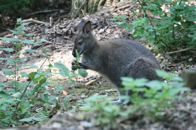 Versteckt im Wald frisst ein Bennetkänguru Eichenblätter. – Bild: BR/​Angelika Sigl