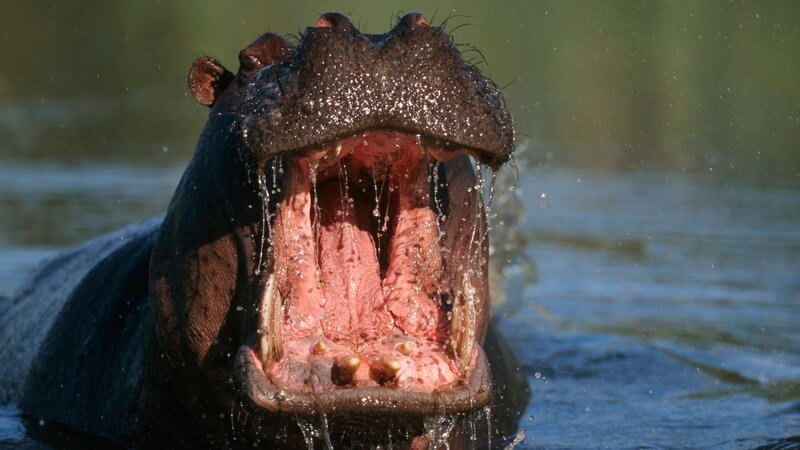 Khwai River, Moremi Wildlife Reserve, Botswana – Portrait of a Hippopotamus (Hippopotamus amphibius) Bull Charging in the Water – Bild: Richard Du Toit /​ Getty Images/​Gallo Images ROOTS /​ GettyImages-71104698