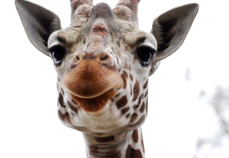 Der Giraffenbulle Kibu aus der Wilhelma. – Bild: BR/​SWR/​Frieder Bundt