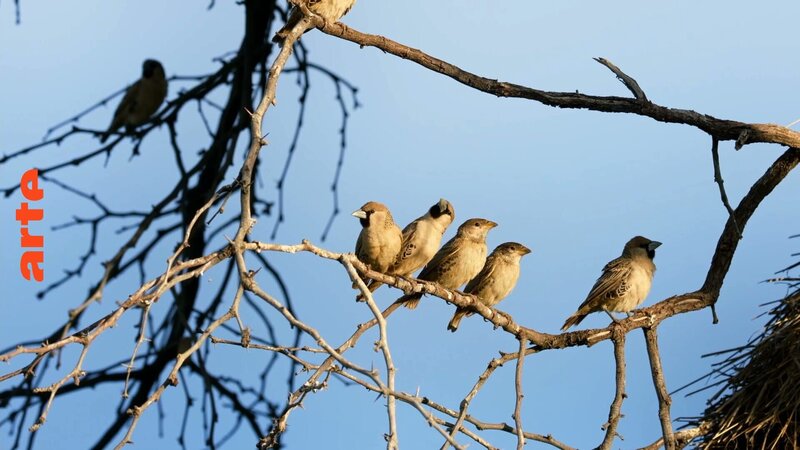 Gruppe geselliger Webervögel auf einem Ast in der Nähe ihres Nestes. – Bild: Arte