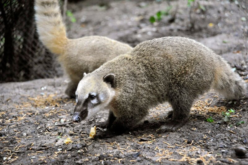 Neugierig erkunden die kleinen Nasenbären im Zoo ihr neues Umfeld, sie haben die letzten vier Wochen zusammen mit ihren Müttern im Innengehege verbracht. – Bild: rbb/​Thomas Ernst