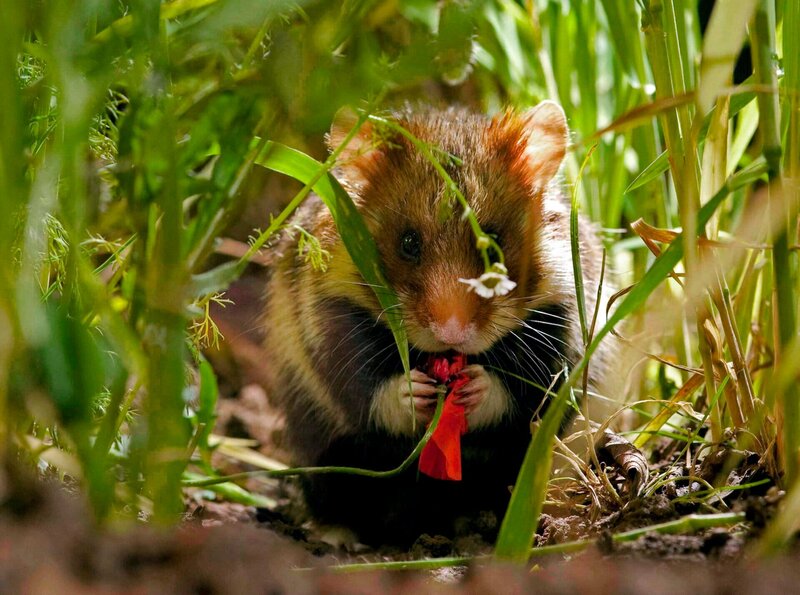Das Kornfeld - Dschungel für einen Sommer – Bild: HR/​BR/​nautilusfilm GmbH
