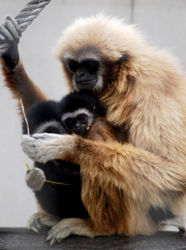 Gibbon mit Nachwuchs. – Bild: BR/​SWR/​Frieder Bundt