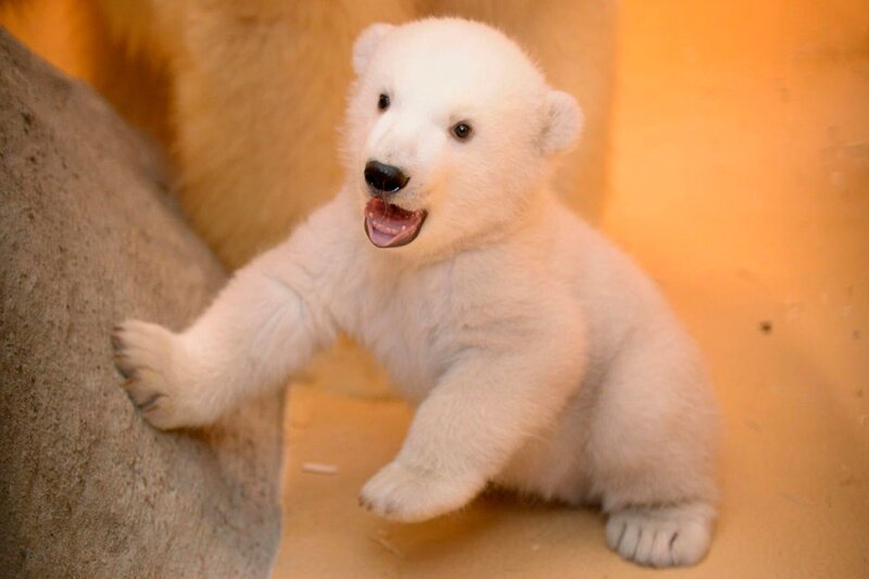 Eisbärbaby Lale – Bild: BR/​Radio Bremen/​Volkmar Struessmann