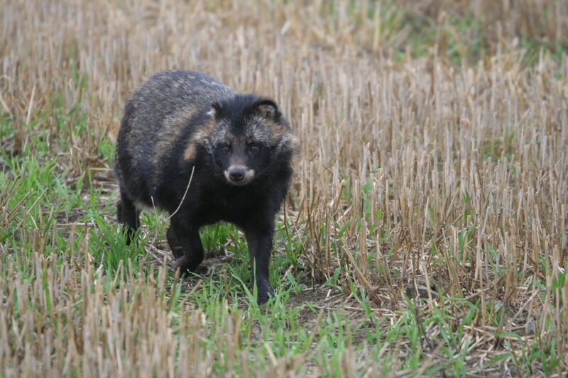 Marderhunde wandern vom Norden her nach Bayern ein. – Bild: BR/​Angelika Sigl