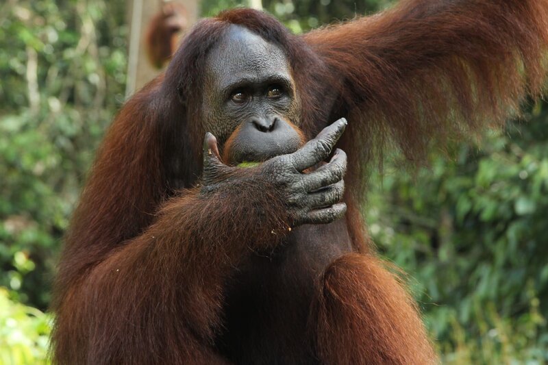 Mico eating. – Bild: Animal Planet
