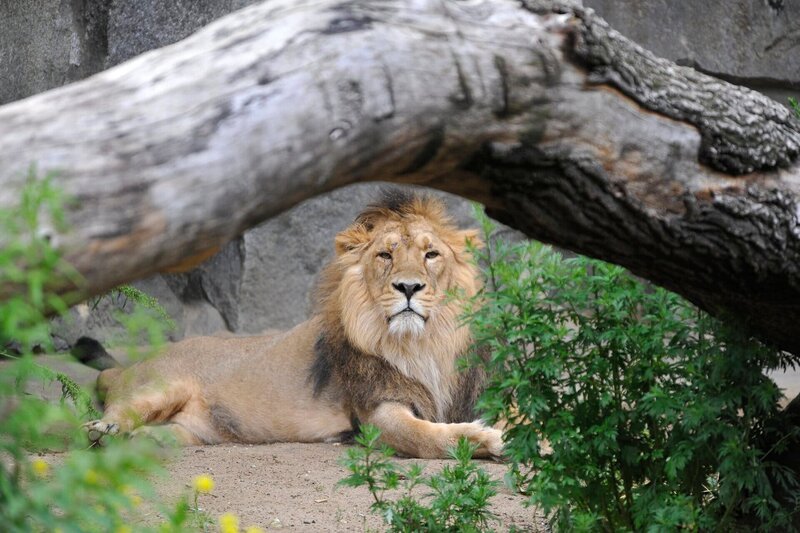 Jungtiere heran zu züchten ist das erklärte Ziel bei der asiatischen Löwengruppe im Tierpark. Doch dafür müsste Raubkatzen-Mann Boris endlich seine Schüchternheit ablegen. – Bild: rbb/​Niels Leiser