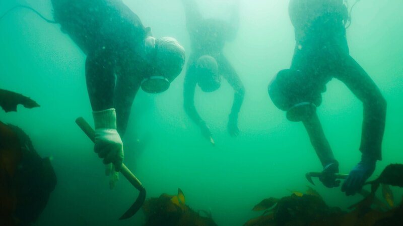 Drei Ama-Taucherinnen beim Freitauchen vor Japans Küste – ein jahrhundertealtes Handwerk, das heute unter dem Druck klimatischer Veränderungen steht. – Bild: Boréales /​ Terra Mater Studios GmbH