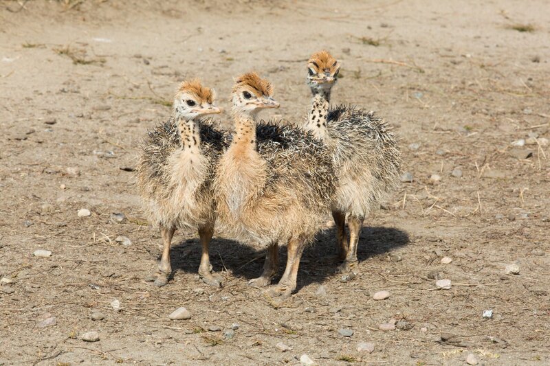 Die kleinen Straußenküken scheinen etwas über das verschwundene Ei zu wissen. – Bild: ZDF/​Zia Ziarno