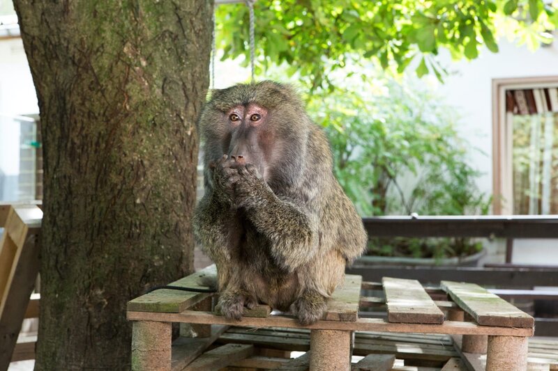 Pamoya Pavian ist untröstlich. Sie muss unbedingt den Schlüssel zu ihrem Gehege wiederbekommen. Ohne ihn kann sie nicht zurück. – Bild: ZDF/​Zia Ziarno