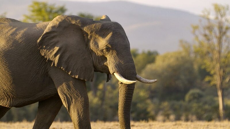 Ein Elefant steht in der Savanne bei Sonnenuntergang. – Bild: ZDF und arte, Off the Fence