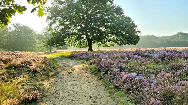 Die Ginselse Heide ist ein Naturparadies nordwestlich von Arnheim. – Bild: ZDF und SR/​Ute Werner