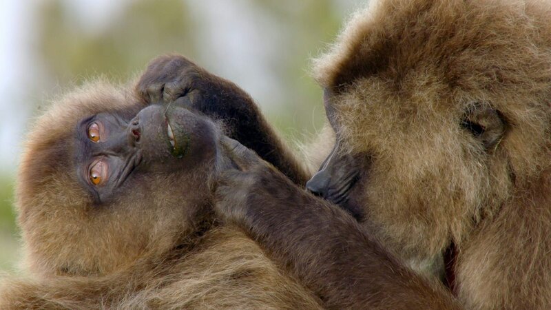 Der Blutbrustpavian ist eine sehr seltene Primatenart. – Bild: arte, Off the Fence /​ ZDF und arte, Off the Fence