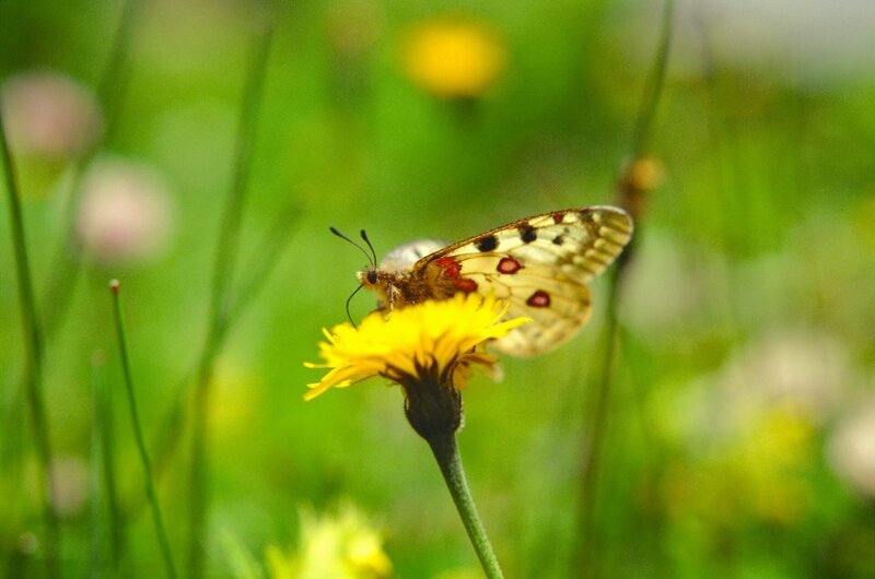 Apollofalter. – Bild: ORF/​Georg Rih