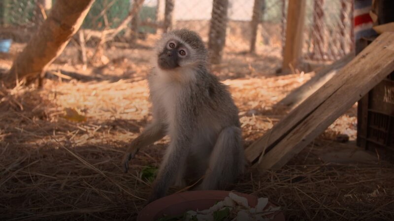 Meerkatzen-Waisen Theo – Bild: Curiosity Channel