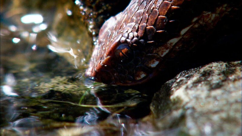 Nationalpark Hohen Tauern – Bild: ORF