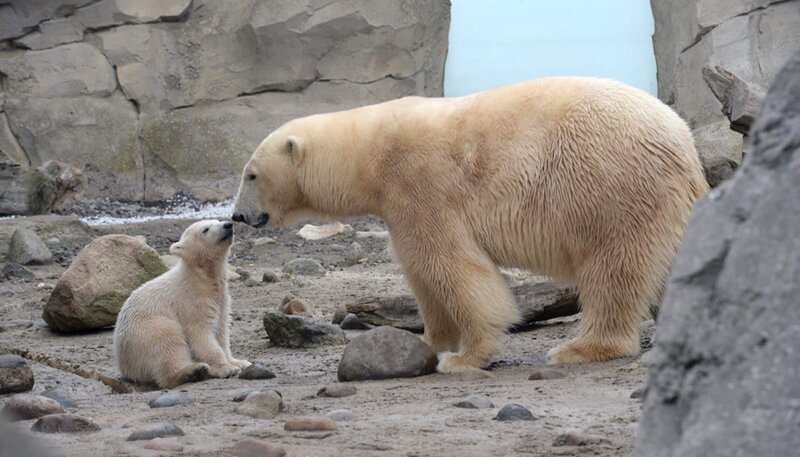 Eisbärbaby mit Mutter Valeska auf der Freianlage im Zoo am Meer Bremerhaven. – Bild: BR/​Radio Bremen/​Volkmar Struessmann