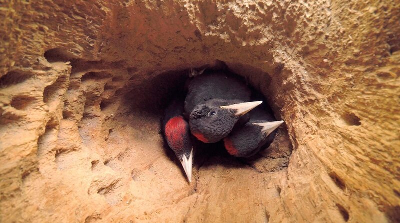 Enge Kiste: Zusammengepfercht warten die jungen Schwarzspechte auf die Rückkehr ihrer Eltern – und Nahrung. – Bild: NDR/​nautilusfilm GmbH/​Jan Haft /​ ZDF und NDR/​nautilusfilm GmbH/​Jan Haft