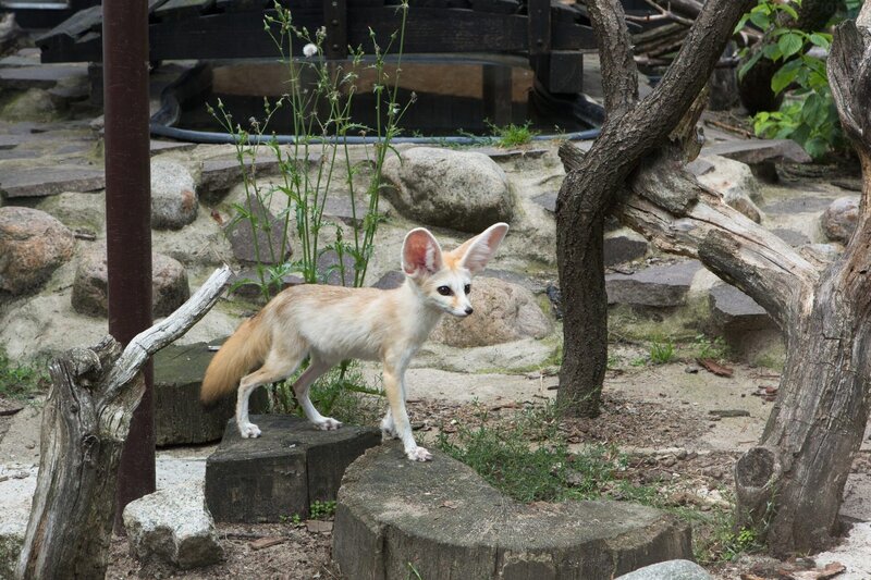 Wilson Wüstenfuchs ist von seinem heimlichen Ausflug aus dem Tierpark gar nicht mehr begeistert. Er hat die Orientierung verloren und findet nicht mehr zurück. – Bild: ZDF/​Zia Ziarno