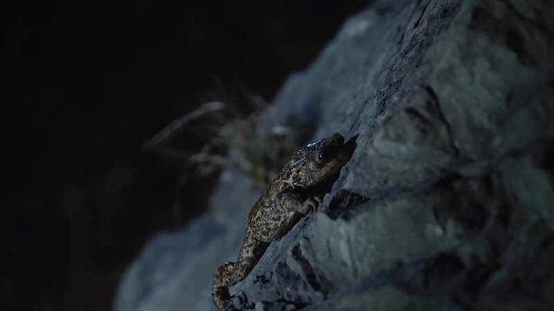 Kletterkröte. – Bild: Christoph Castor /​ BR