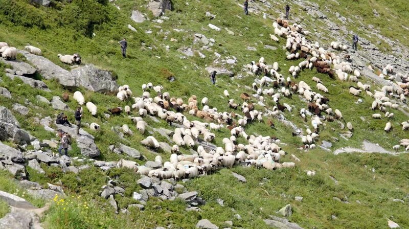 Gleich müssen die Schafhirten 900 Schafe durch das „Steigle“ treiben. Eine enge und steile Steintreppe. Nur so gelangen sie an ihr Ziel. – Bild: ORF/​ZDF/​doc.station GmbH