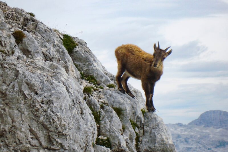 Gams – Bild: ServusTV /​ Wild Nature Film /​ Otmar Penker