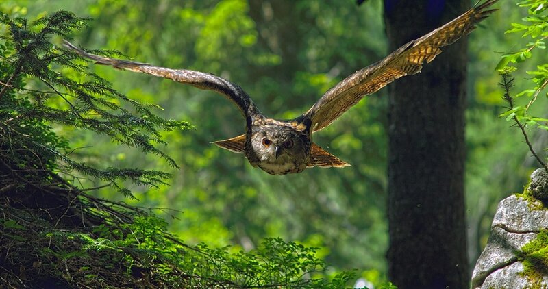 Uhu. – Bild: ORF/​Interspot Film/​Rudolf Diesel /​ ZDF