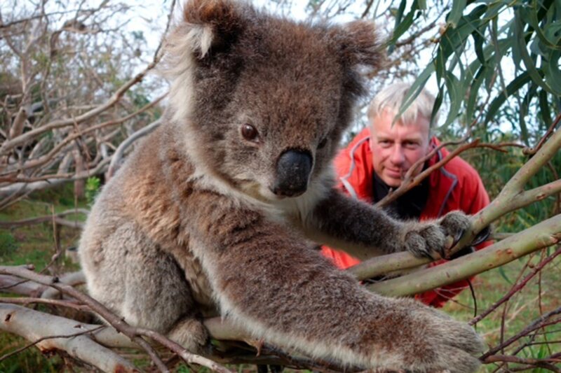 Tierfilmer Thoralf Grospitz und einer seiner Protagonisten bei den Dreharbeiten zur Naturdokumentation „Australien – Im Wald der Koalas“. – Bild: NDR/​NDR/​doclights/​Grospitz & Westphalen