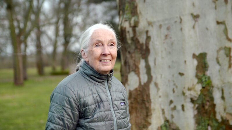 Die 86-jährige Verhaltensforscherin und Ikone des Artenschutzes Jane Goodall hat ihr gesamtes Leben dem Studium und Schutz von Tieren gewidmet. – Bild: Curiosity Channel