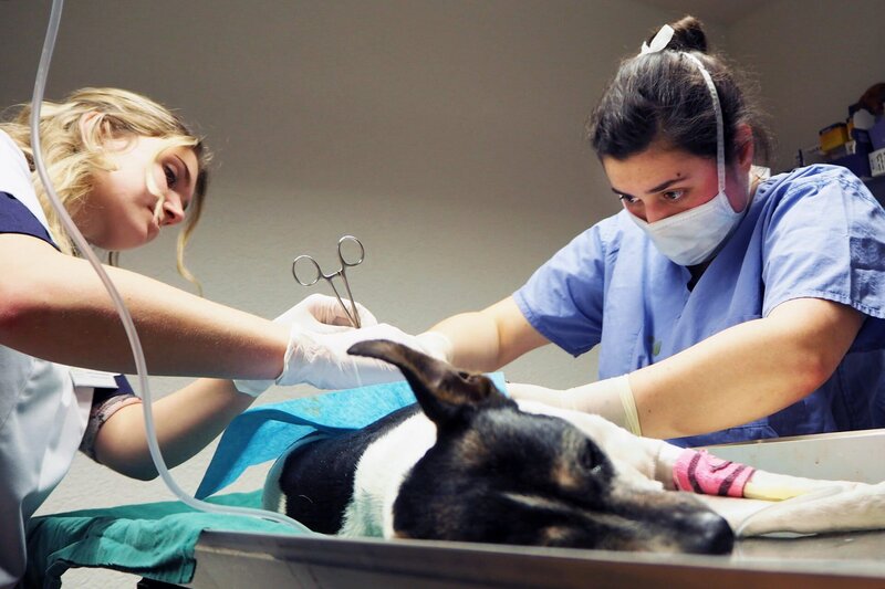 Tierärztin 24/​7 Eléonore operiert einen Hund. Ihr Alltag als Tierärztin ist oft sehr belastend. – Bild: SRF/​RTS/​Anna Nahabed