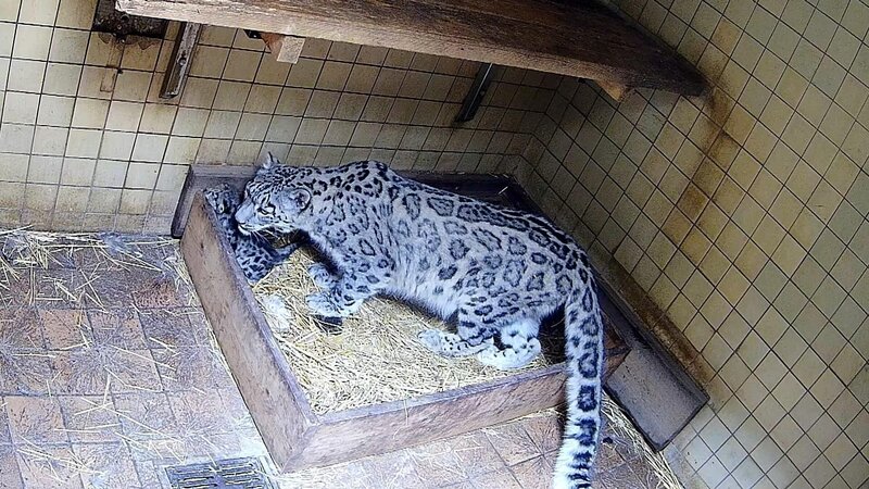 Bild: RTL /​ Docma TV /​ Geheime Tiergeburten