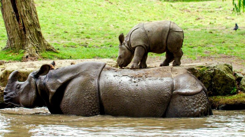 Nashorn-Weibchen Asha mit Nashornkalb Akeno. – Bild: ORF/​Universal