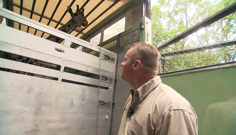 Thomas Günther verabschiedet sich von Giraffe Kombuko. – Bild: NDR