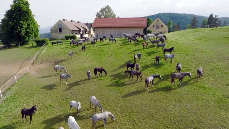 Am Reintalerhof im Oberen Kainachtal verbringen die Lippizanerstuten die Wintermonate. – Bild: ORF/​WOLFGANG SCHERZ