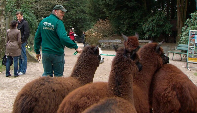 Volker Friedrich führt die Alpakas durch den Park. – Bild: NDR