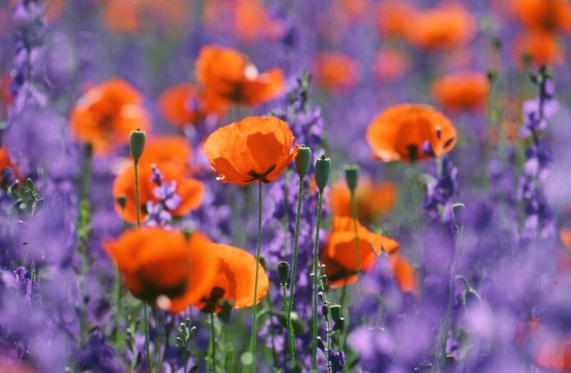 Wo eine intensive Bewirtschaftung nicht möglich ist, erstrecken sich im Osten Anatolines farbenprächtige Blütenteppiche. – Bild: ORF/​NDR Naturfilm/​NDR Naturfilm/​Jan Haft