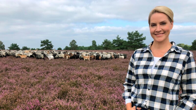 Mehr als 9.000 Heidschnucken gibt es in der Lüneburger Heide. 13 Herden ziehen das ganze Jahr durch die Heidefläche und sorgen dafür, dass die Heide so schön wächst. – Bild: NDR/​WDR/​Bavaria Entertainment GmbH/​Stefan Manke
