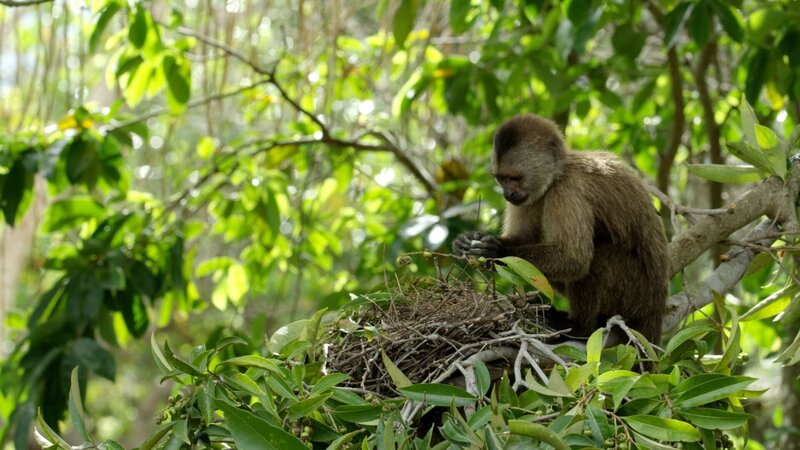 Kapuzineraffe – Bild: Arte