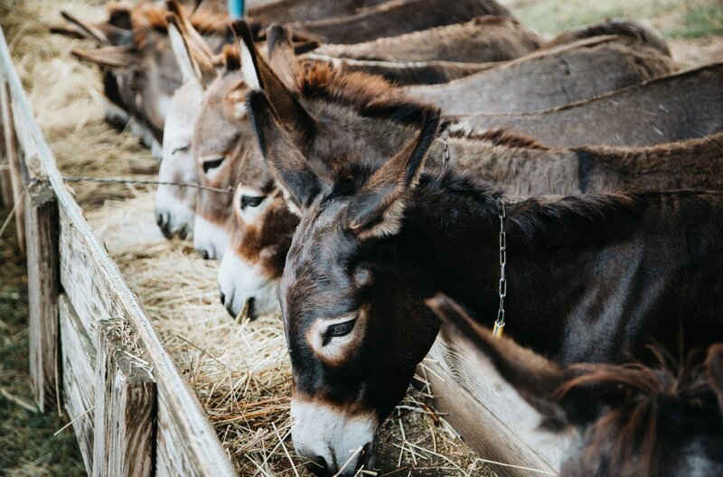 Auf seiner Eselfarm ermöglicht Darko Saveljic den oft vernachlässigten Eseln ein artgerechtes Leben. – Bild: MedienKontor/​Dunja Engelbrecht