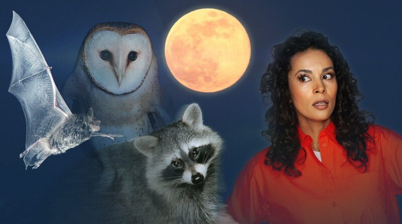 Wenn wir nachts schlafen, erwacht vor unserer Haustür eine andere Welt – geheimnisvoll, faszinierend und oft unbemerkt. Tiere der Nacht sind echte Überlebenskünstler. Füchse zum Beispiel haben sich nahezu perfekt an das Leben in Städten angepasst. Sie streifen durch unsere Vorgärten, durchstöbern Mülltonnen und haben sogar gelernt, den Verkehr zu deuten. Auch Waschbären gehören längst zum nächtlichen Stadtbild und hinterlassen bei ihren Streifzügen beträchtliche Schäden: zerstörte Dachisolierungen, leergeräumte Teiche, verwüstete Gärten. „Tiere der Nacht“ zeigt diese verborgene Welt, die uns näher ist, als wir glauben – und die unsere Rücksicht braucht, um weiterbestehen zu können. – Die Sendung moderiert Florence Randrianarisoa. – Bild: HR/​WDR/​imago stock & people/​imageBROKER/​Helge Schulz/​picture alliance/​imageBROKER/​picture alliance/​WILDLIFE